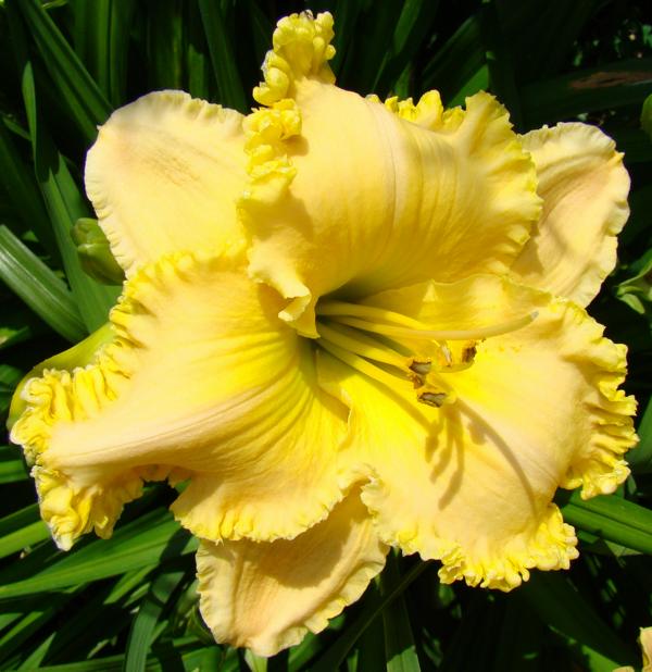 Spacecoast Passion Released