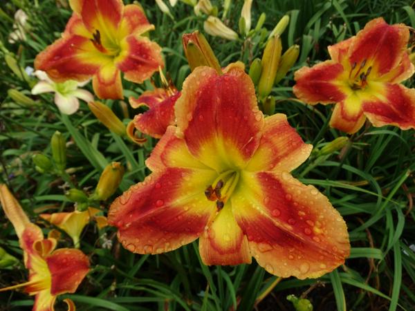 Passion's Promise clump