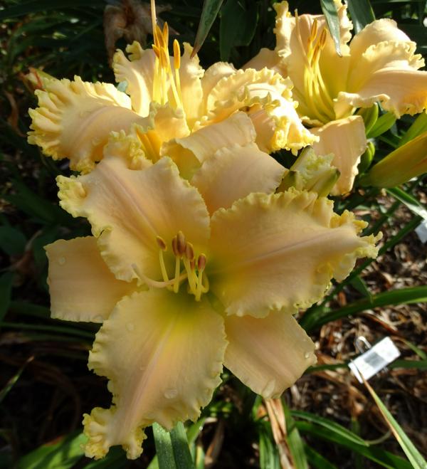 Ruffled Peach Angel