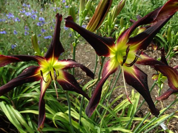 Licorice Twist