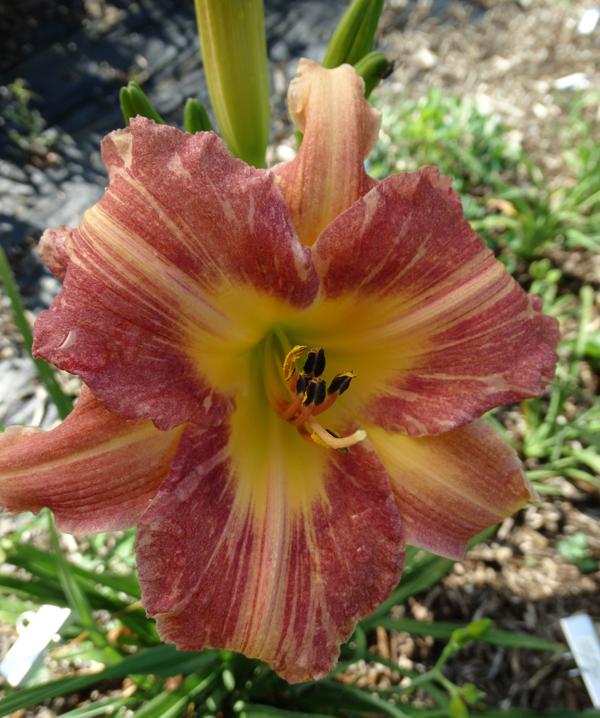 Plum Striped 001