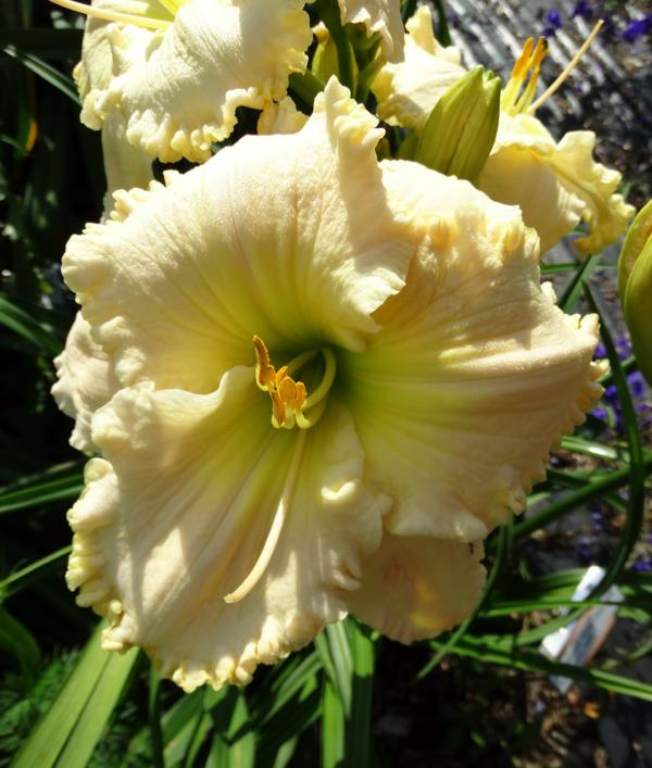 Spacecoast White Chocolate 001