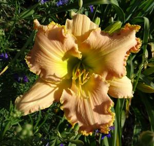 JEAN PINK REMEMBERED