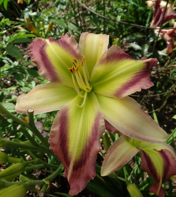 Star Of Kryptonite