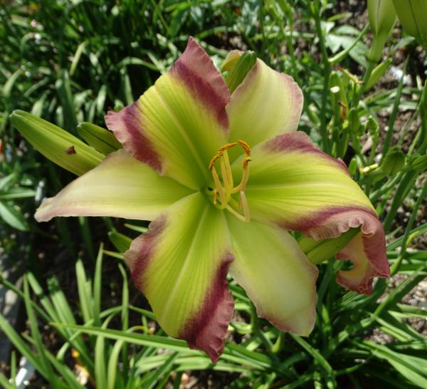 Star Of Kryptonite 001