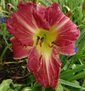 LOVELL SEEDLING