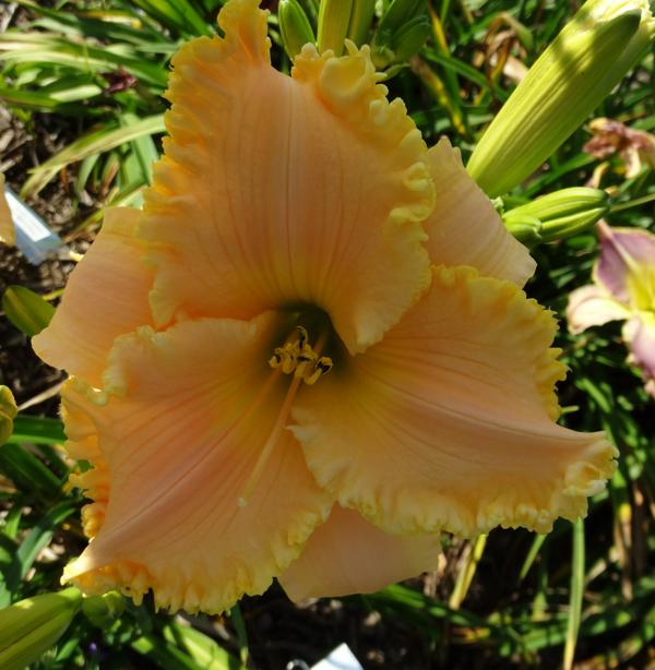 Precisely Peach 001