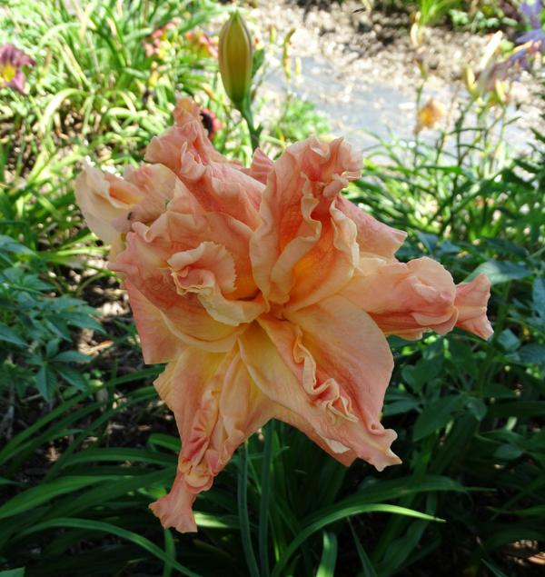 Pink Senteniel Burst