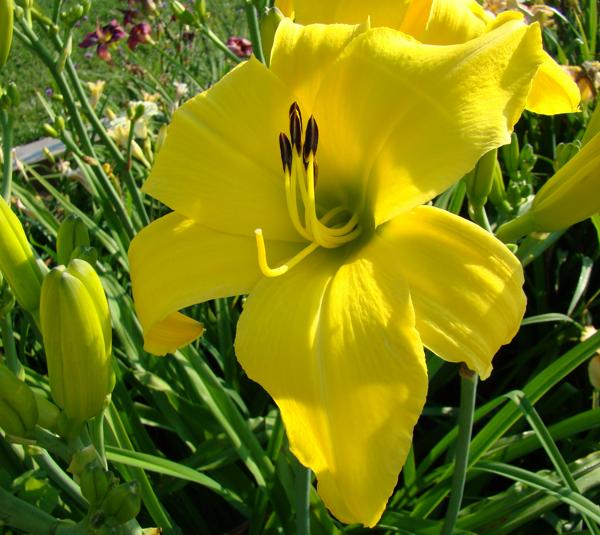 Goldner's Bouquet