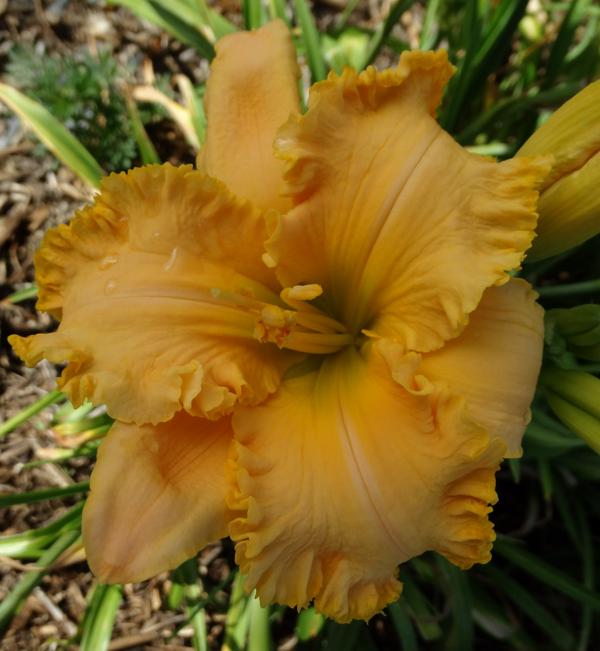 Spacecoast Fancy Dancer 001