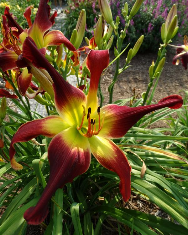 Mephisto Waltz (2)