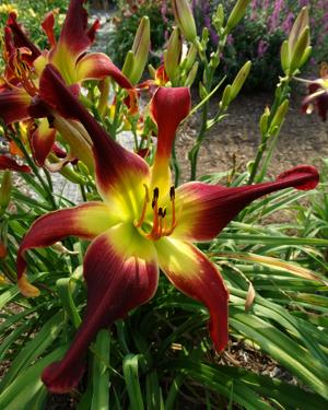MEPHISTO WALTZ