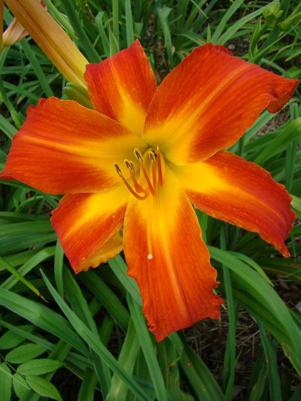 Heavenly Orange Blaze