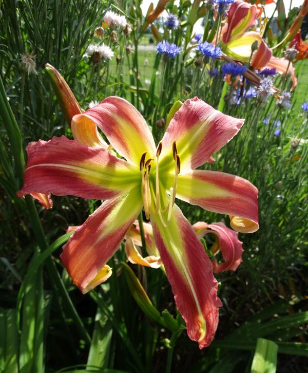 Flamingo Flambeau (2)