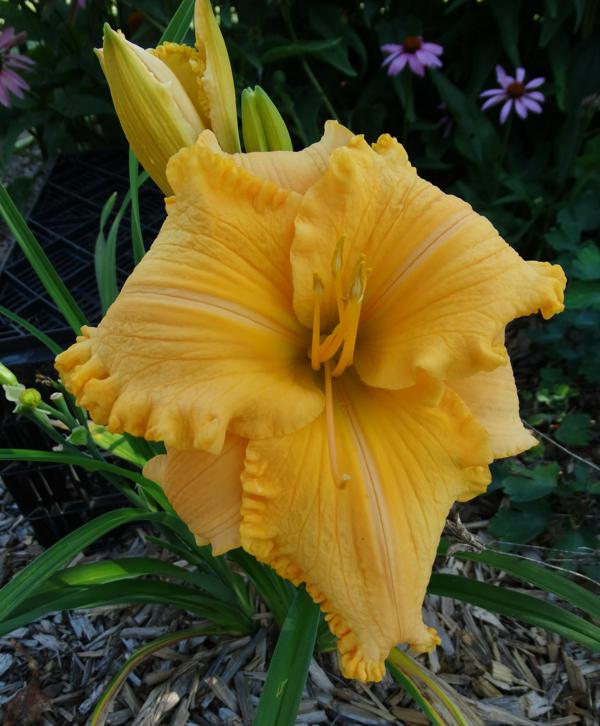 Purely Orange