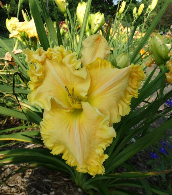 Lady Alvatine (2)