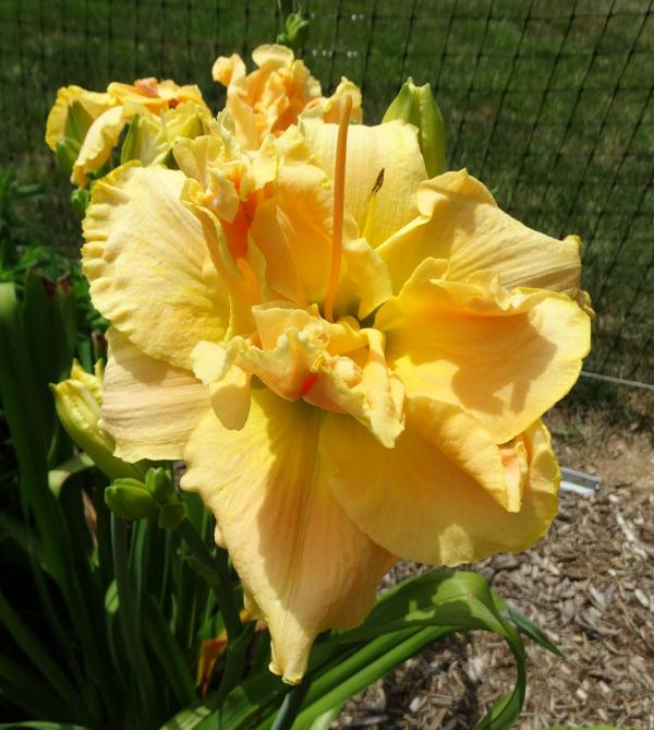 Debutante Double
