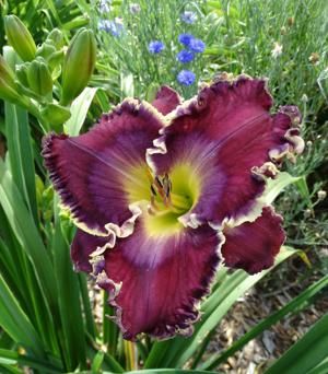 DISCERNING HEART