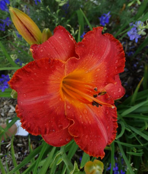 Glowing Inferno