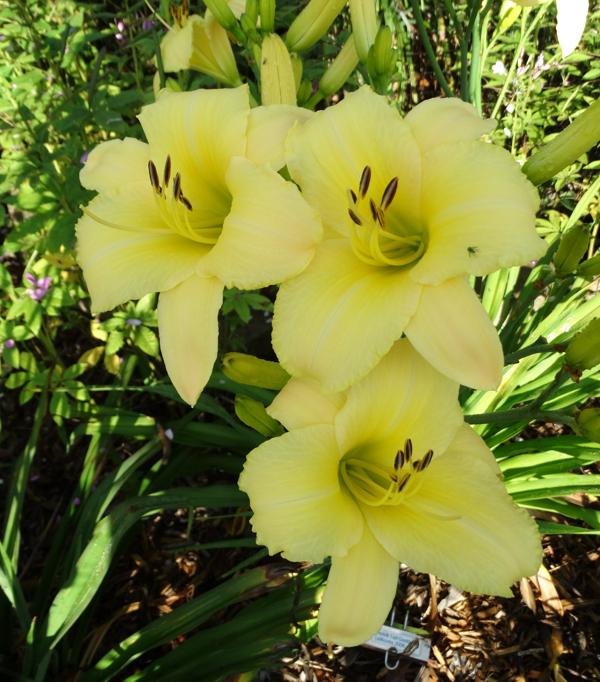 Pinhill Tall Goddess