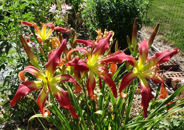 Daybloomer Dreams (3)