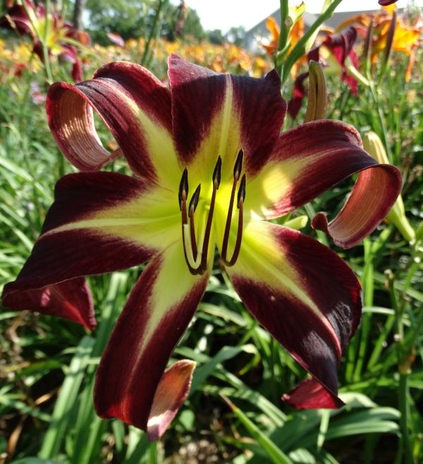Greywoods Stargazey