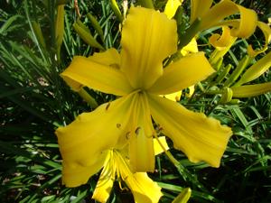 GOLD PINWHEEL
