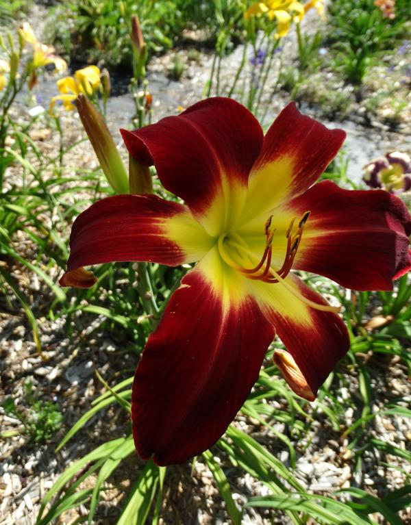 Pat Salk Seedling (2)