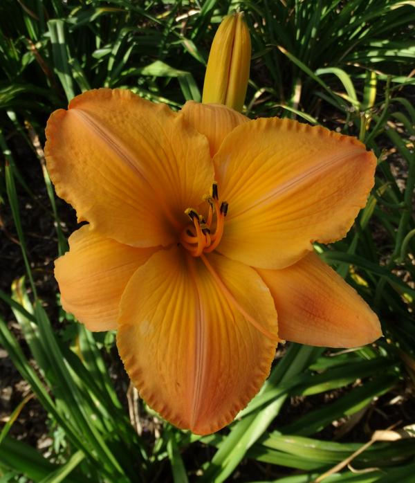 Orange Tremor - Copy (4)