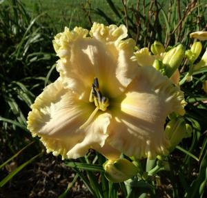 TRUENORTH SPANISH DANCER