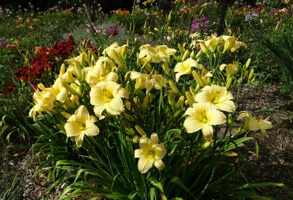 Pinhill Tall Goddess clump