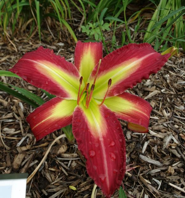 Sweet Miss Rose