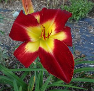 CHEROKEE STAR