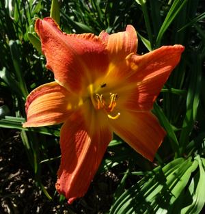 MEGAN'S MOONFIRE