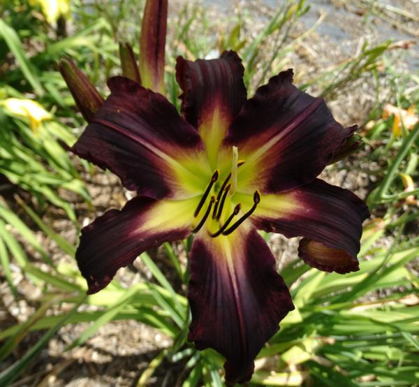 Metzger's Purple Storm