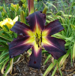 METZGER'S PURPLE STORM