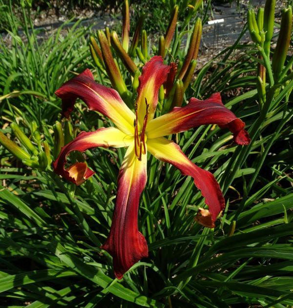 Small World Candy Cane