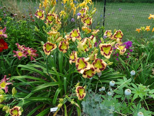 Green Derby clump 2