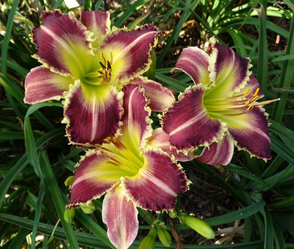 Flower Wolf clump