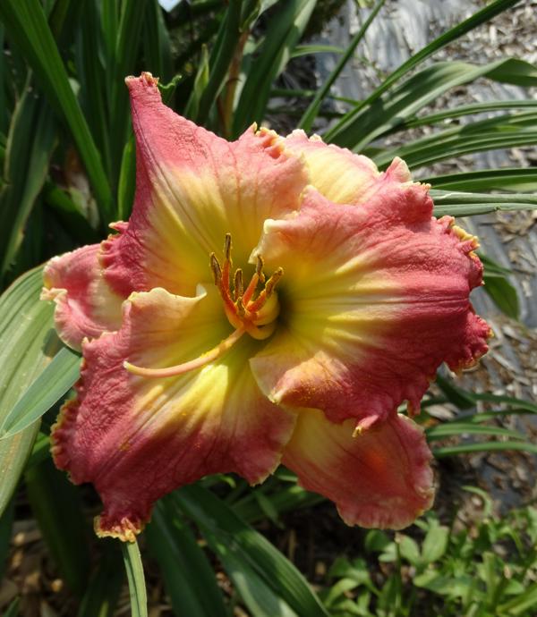 Summer In New Orleans (2)