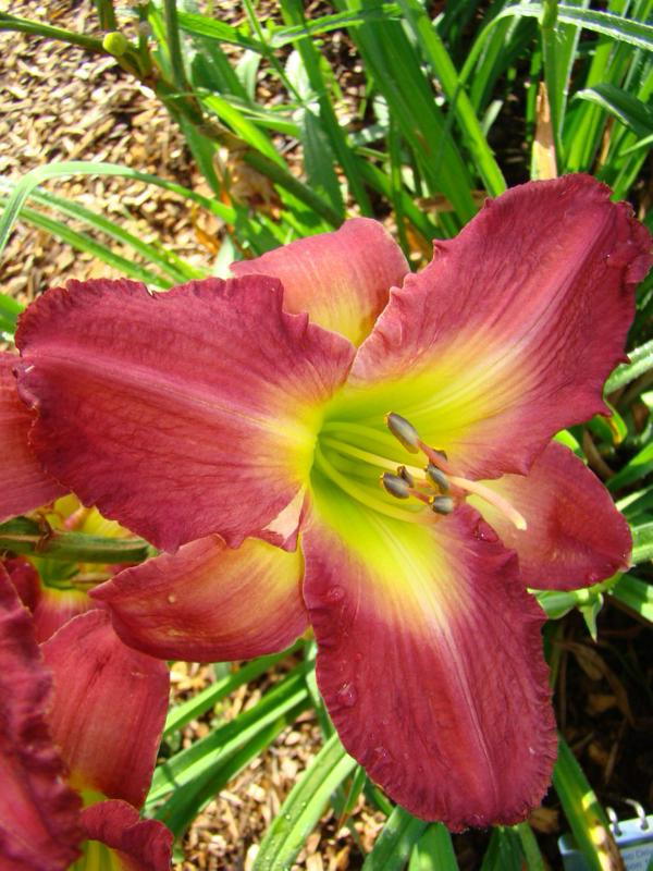 OAK HILL DAYLILIES - RODEO DRIVE