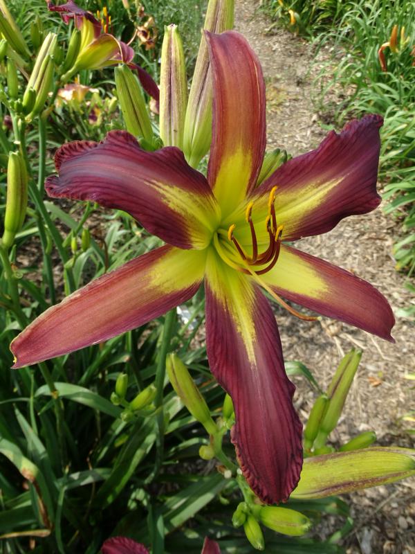 OAK HILL DAYLILIES - WIND MASTER