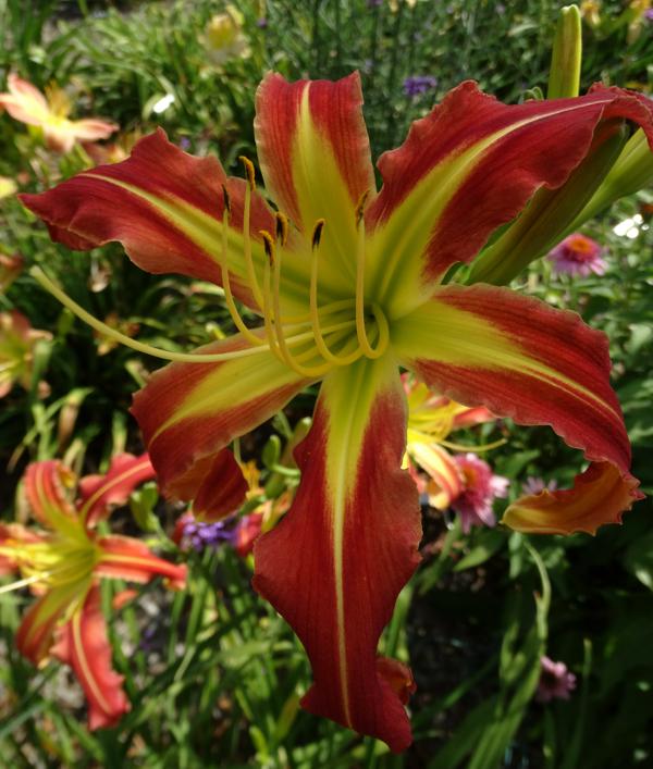 OAK HILL DAYLILIES - SAINT ELMO'S FIRE