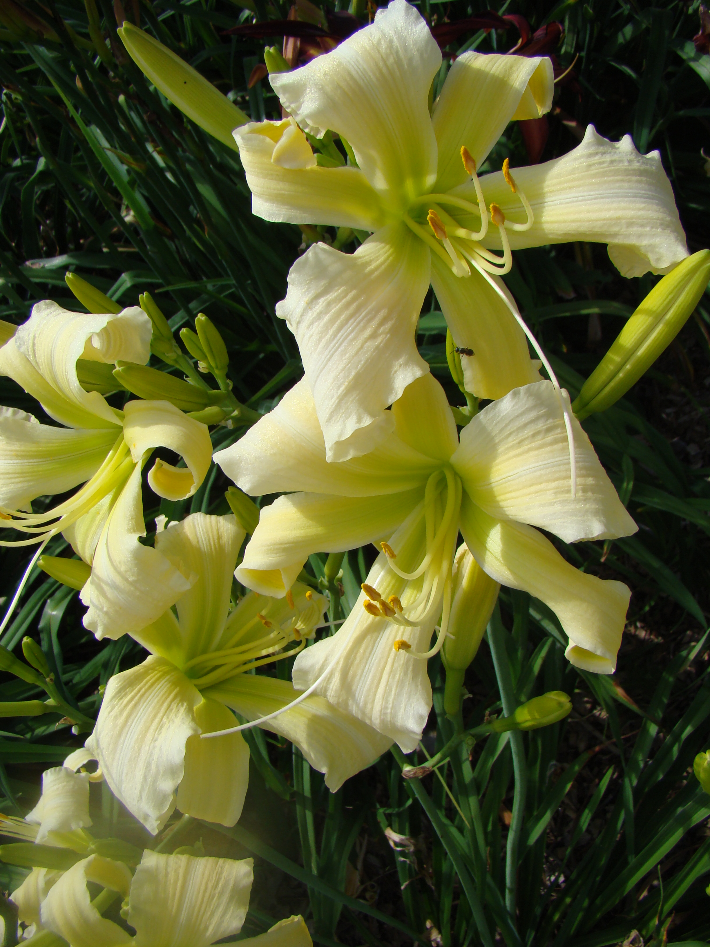 Ghost Rider Flower OAK HILL DAYLILIES - HEAVENLY GHOST RIDER