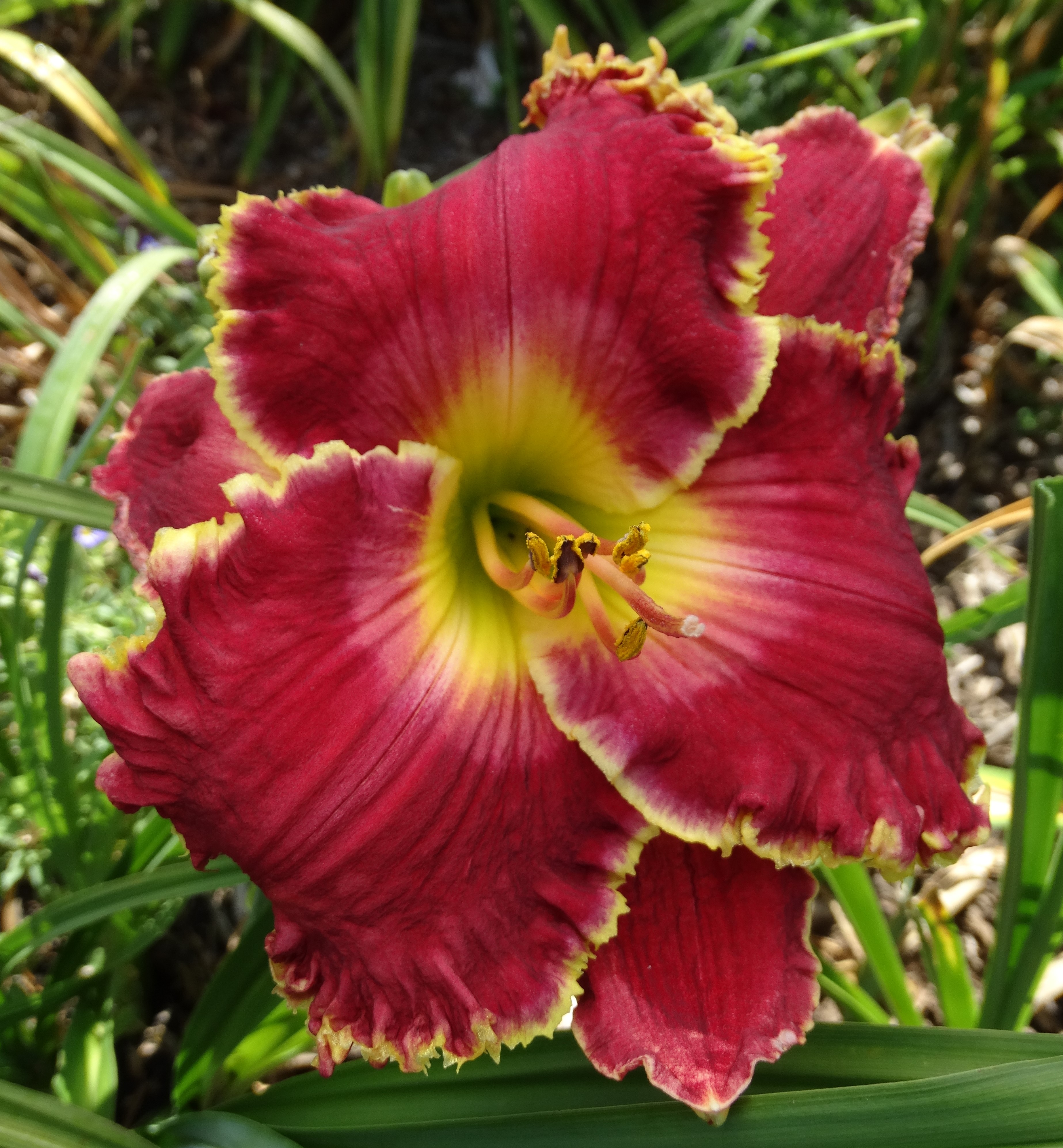 OAK HILL DAYLILIES - RYAN'S FIREWORKS FANTASY
