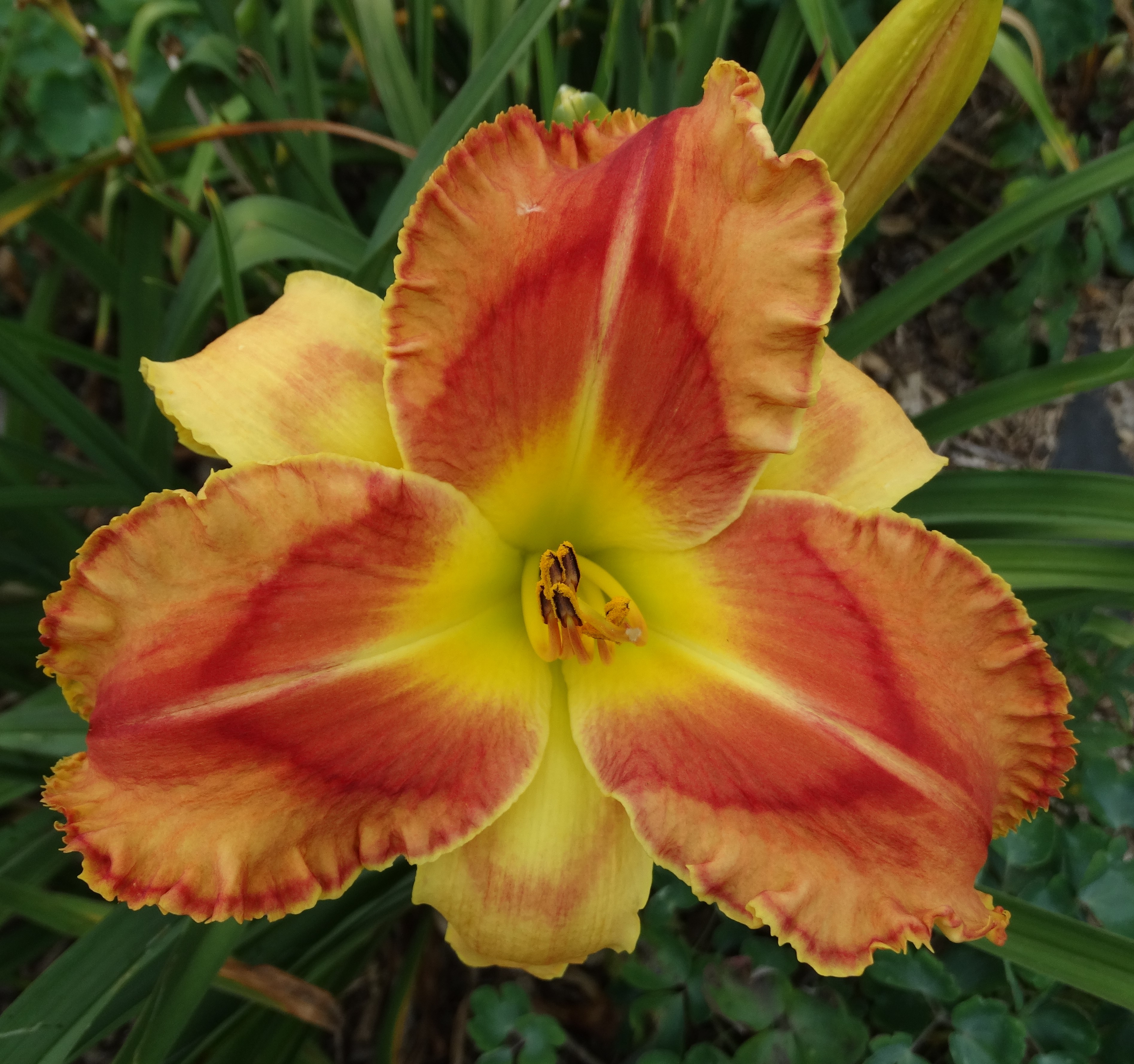 OAK HILL DAYLILIES - VENETIAN RULER