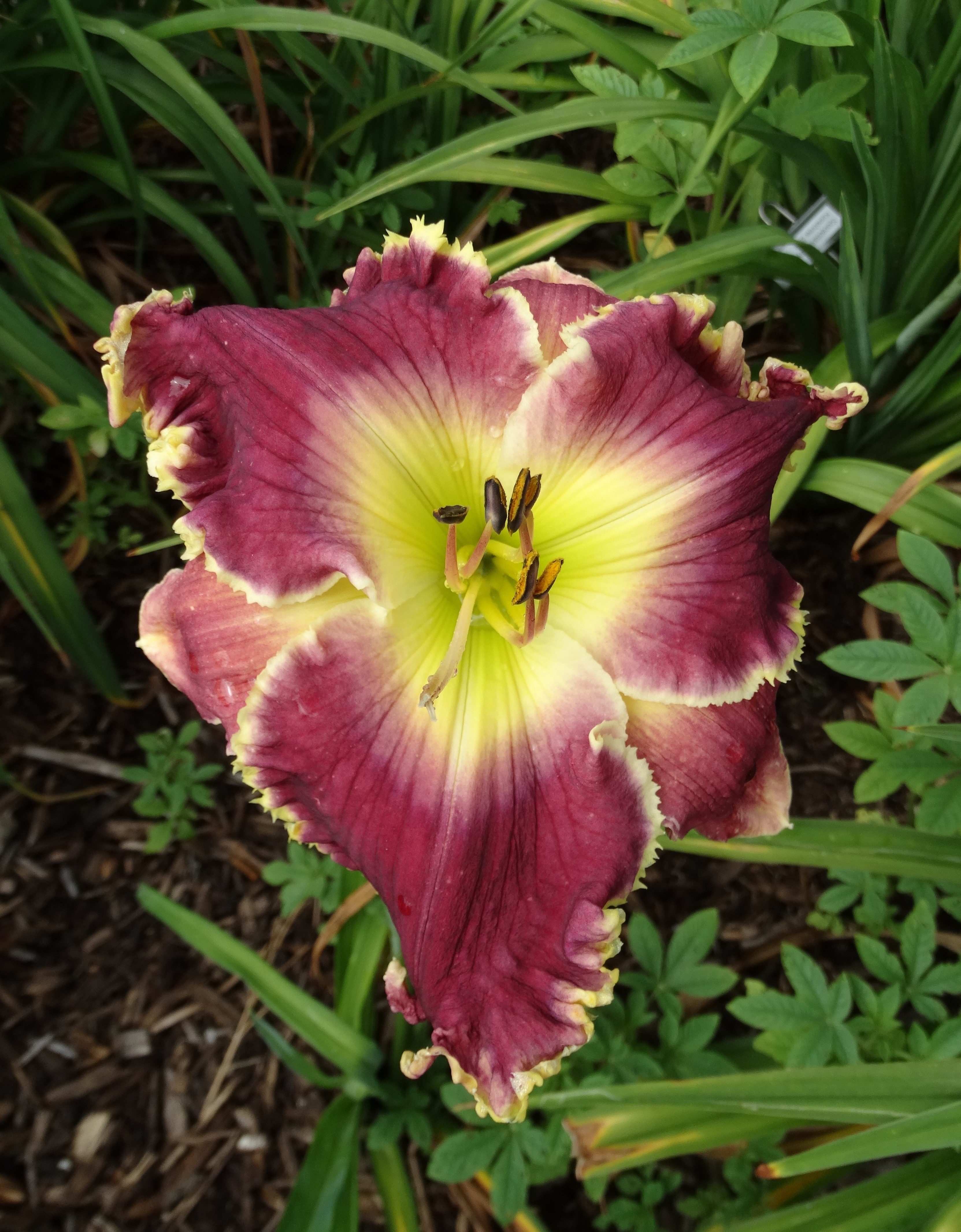 OAK HILL DAYLILIES - MASTER AND BOLD RULER
